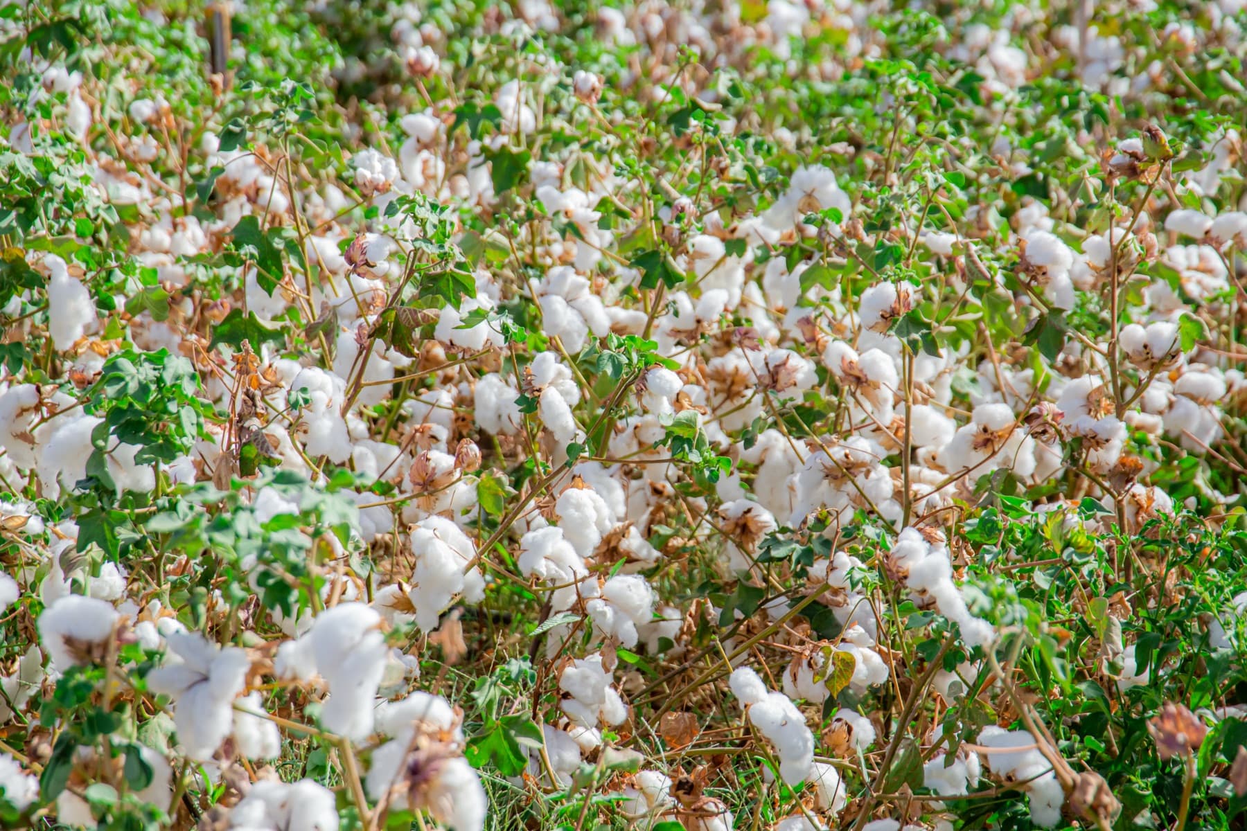 Champ de coton en fleurs au champ expérimental de Salla
