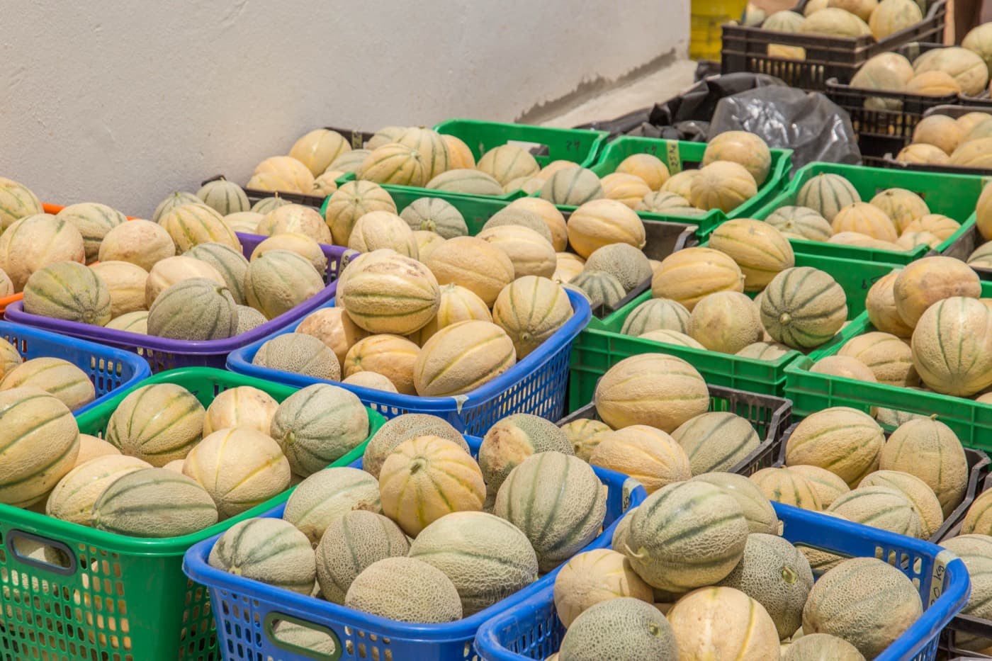 Melons conditionnés en cagettes après récolte