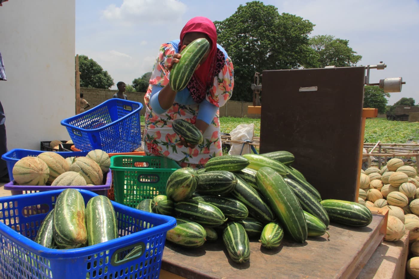 Tri de concombres et de melons sur l'exploitation DIAZON