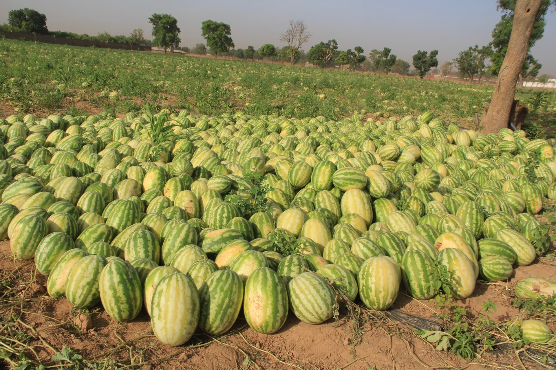 Champ de pastèques récoltées sur une exploitation DIAZON