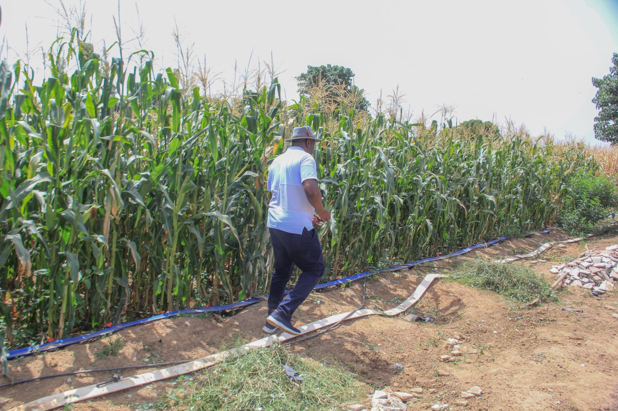 Champ de maïs irrigué au goutte-à-goutte au champ expérimental de Salla
