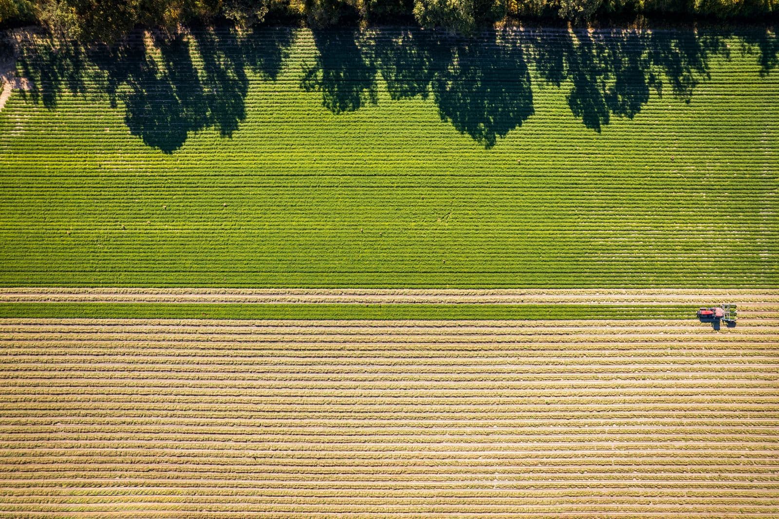 Vue aérienne d'un champ agricole en cours de récolte